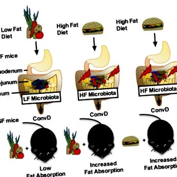 intestinului