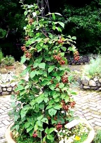 rubus използва