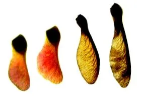 magok