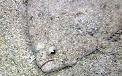déli