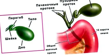 прегъването прегъването
