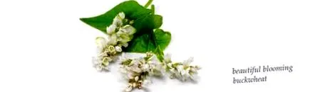 plantelor