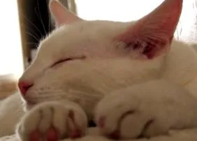 catcentric