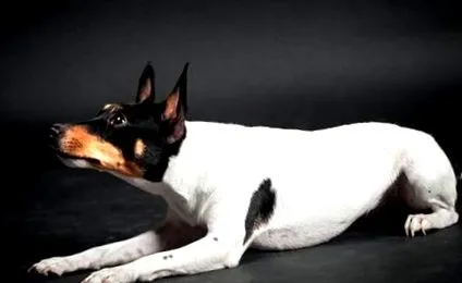 terrier енергийно