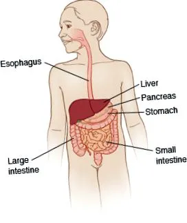 gastroenterită