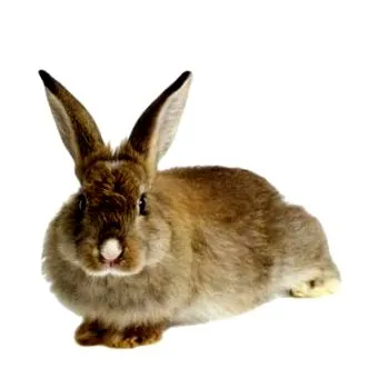 dewlap