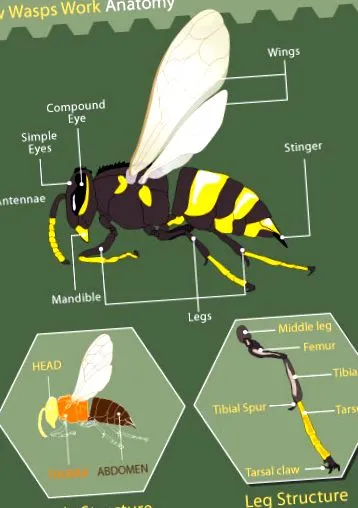 wasp