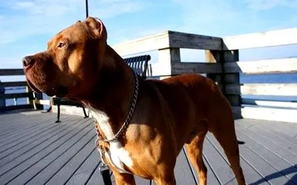 pitbulls-kal