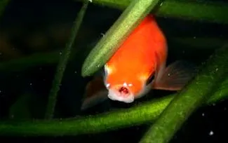 animalele