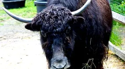 Yak-urile sunt