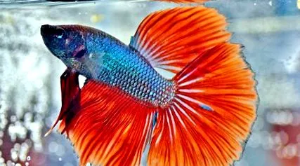 betta