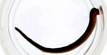 aripile
