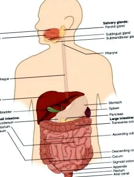 medicină