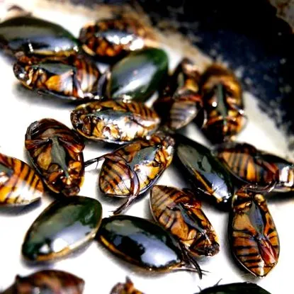 insecte