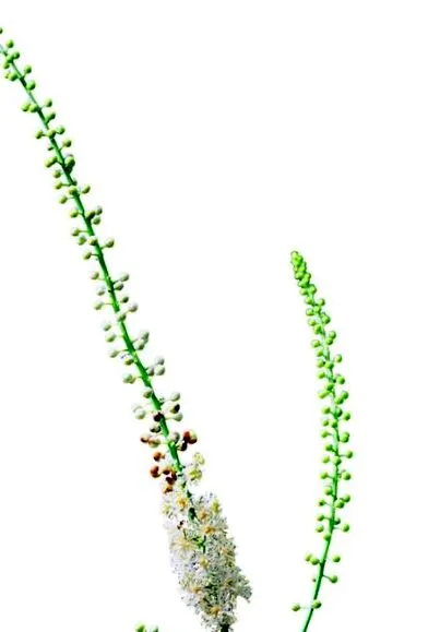 botanikus