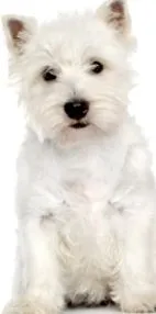 кучета
