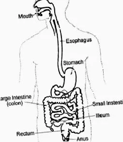 pylori este