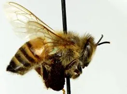 albinele