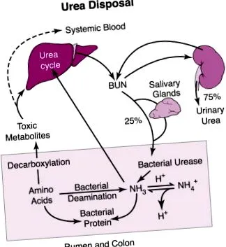 sciencedirect