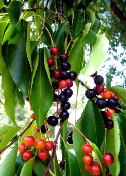 cherry