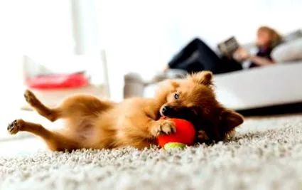 dogs brain