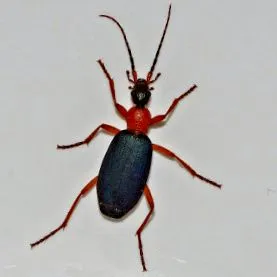 beetle
