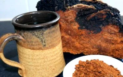 chaga mushroom