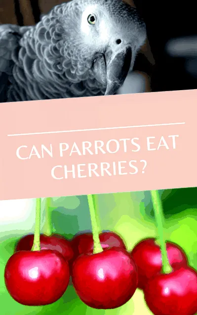 parrots