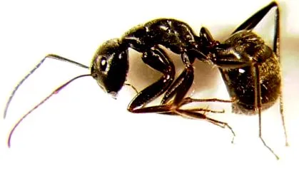 ants