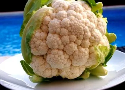 conopidă