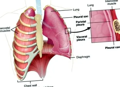 peretelui