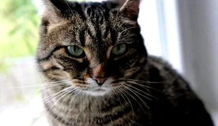 котешка котешка