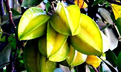 fructe