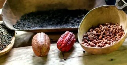 cacao