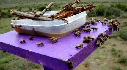 mellifera