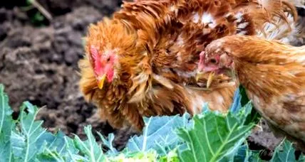 chick