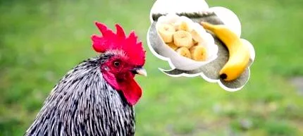 banane
