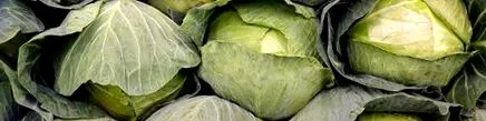 varză