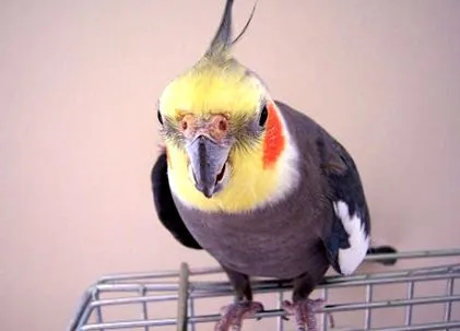 azték