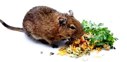 degu