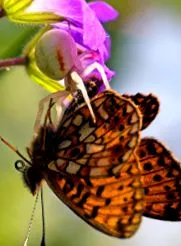fluturi