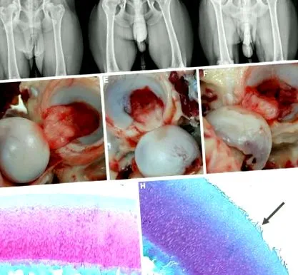 diagnosticul
