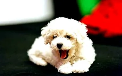 които