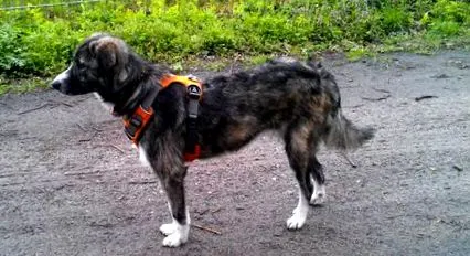 distemper