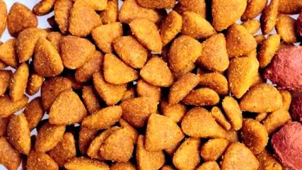 kutyaeledel