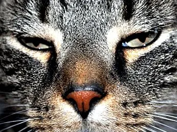 котешка