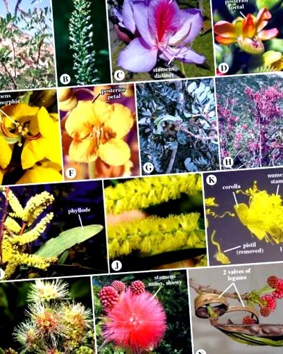 fabaceae