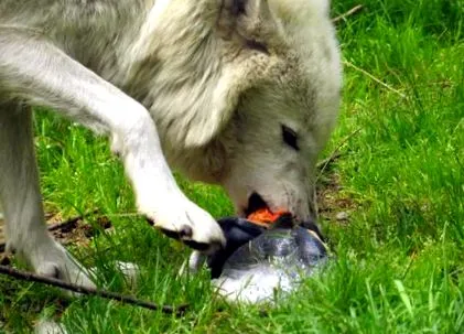wolf