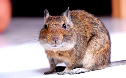 degu