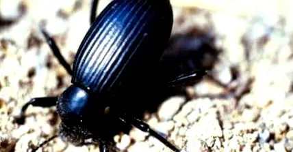 beetles